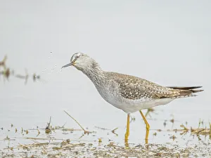 Lesser yellowlegs (Tringa flavipes) Grand Cayman, Cayman Islands, British West Indies