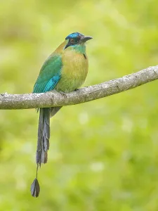 Songbirds Prints: Lesson's Motmot (Momotus lessonii)