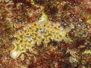 Bahamas Prints: Lettuce Sea Slug (Elysia crispata), Grand Cayman, CAyman Islands, British West Indies