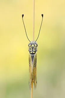 Libelloides longicornis, Vobbia, Liguria