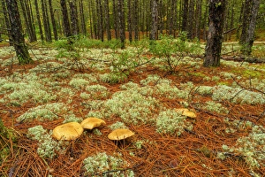 Lichens Prints: Lichen colonies in the understory of a spruce woodland