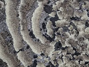 Lichen Prints: Lichen encrusted rock on the tundra in Nunavik, Quebec, Canada