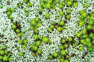 Lichen Prints: Lichen and Haircap Moss, Torrance Barrens, Muskoka, Ontario, Canada