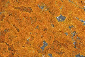 Lichen Prints: Lichen on Precambiran Shield rock Victoria Beach, Manitoba, Canada