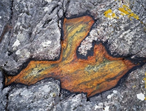 Lichen Prints: Lichen in a rock pool at Amhuinnsuidhe