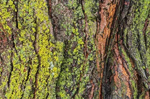 Maple Tree Prints: Lichens on maple tree (Acer sp.) Winnipeg, Manitoba, Canada