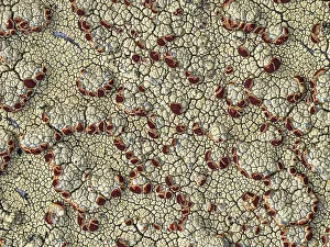 Lichen Prints: Lichens and moss on rock in Nunavik, Quebec, Canada