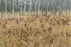 Winnipeg Prints: Licorice plant at edge of trembling aspen forest (Populus tremuloides)