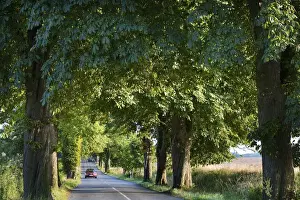 Tree Lined Prints: Lieper Winkel, Usedom Island, Mecklenburg-Western Pomerania, Germany