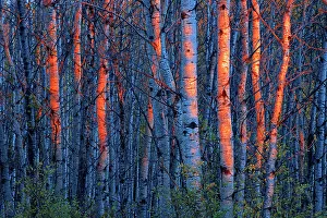 Last Light Prints: Last light on aspen trees, Duck Mountain Provincial Park, Manitoba, Canada