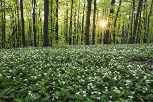 light-flooded beech forest with blooming wild garlic (Allium ursinum) light-flooded beech forest with blooming wild garlic (Allium ursinum)