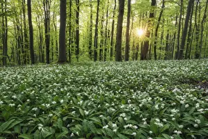 Herb Prints: light-flooded beech forest with blooming wild garlic (Allium ursinum)