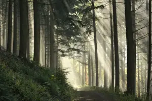 Hiking Trail Prints: Light flooded spruce forest, Black Forest National Park