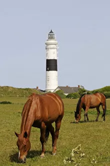 Images Dated 16th May 2014: Lighthouse, Kampen, Sylt, Friesland, Schleswig-Holstein, Germany