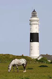 Images Dated 16th May 2014: Lighthouse, Kampen, Sylt, Friesland, Schleswig-Holstein, Germany