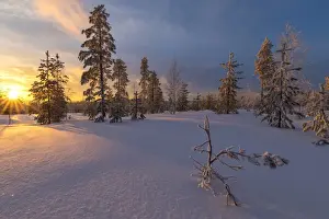 Dramatic Sky Prints: The lights of the arctic sunset illuminate the snowy woods Vennivaara Rovaniemi Lapland