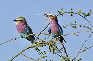 African Wildlife Gallery: Lilac-breasted Roller, Coracias caudatu, Chobe National Park, near the town of Kasane