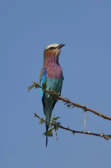 Serengeti Prints: Lilac breasted roller Coracias caudatus on a thorn tree, Serengeti, Tanzania