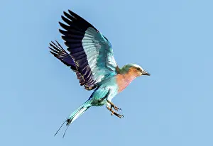 Flight Prints: Lilac breasted roller in flight