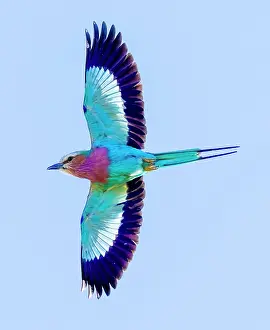 lilac breasted roller flight Trending Item 3
