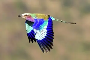 Lilac Breasted Roller in flight, Zimanga Private Game Reserve, Natal, South Africa