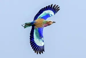 Lilac Breasted Roller in flight, Zimanga Private Game Reserve, Natal, South Africa