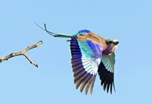 Flight Prints: Lilac breasted roller in flight, Zimanga Private Game Reserve, KwaZulu Natal, South Africa
