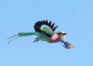 Flight Prints: Lilac breasted roller in flight, Zimanga Private Game Reserve, KwaZulu Natal, South Africa
