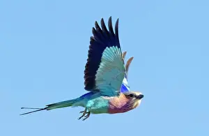 Flight Prints: Lilac breasted roller in flight, Zimanga Private Game Reserve, KwaZulu Natal, South Africa