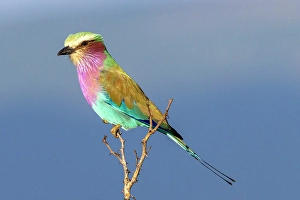 Twig Prints: Lilac Breasted Roller perched on twig, Zimanga Private Game Reserve, Natal, South Africa