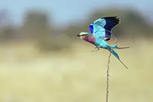 Moremi Prints: Lilac Breasted Roller taking flight, Moremi Game Reserve, Okavango Delta, Botswana