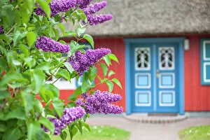 Bush Gallery: Lilac bush in front of a beautiful, old thatched roof house in Born am Darss