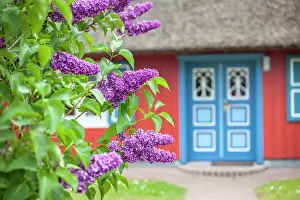 Lilac Prints: Lilac bush in front of a beautiful