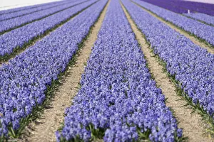 Lilac Prints: Lilacs in fields, Lisse, Netherlands