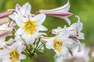 Botany Prints: Lilies in Sissinghurst Castle Garden, England