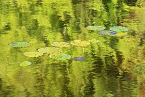Central Canada Prints: Lily pads in Blinfold Lake Near Kenora, Ontario, Canada