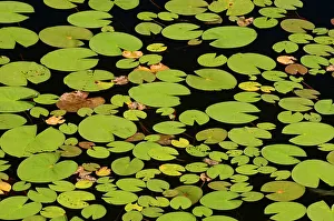 Provinces Prints: Lily pads in pond WHiteshell Provincial Park, Manitoba, Canada