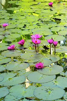 Ponds Prints: Lily pond, Luang Prabang (ancient capital of Laos on the Mekong river), Laos
