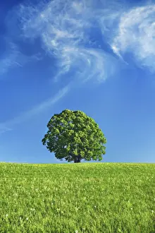 Farm Land Prints: Lime tree - Austria, Salzburg, Salzburg, Eugendorf