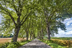 Avenue Gallery: Lime tree avenue, Krummin, Usedom island, Mecklenburg-Western Pomerania, Germany