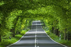 Summery Prints: Lime tree avenue near Garz, Ruegen Island, Baltic Sea, Mecklenburg-Western Pomerania