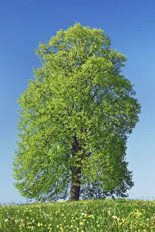 Farm Land Prints: Lime tree and crowfoot - Switzerland, Thurgau, Wil, Oberburen - Niederwil