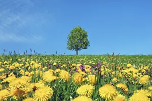 Lime Tree Prints: Lime tree on dandelion meadow - Germany