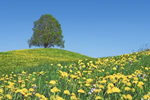 Farm Land Prints: Lime tree and dandelions - Switzerland, Zug, Zuger See, Menzingen - Neuheim (DM)