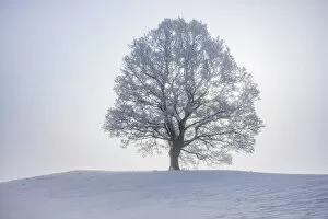Images Dated 10th March 2021: Lime tree with hoar frost, Toelzer Land, Upper Bavaria, Bavaria, Germany