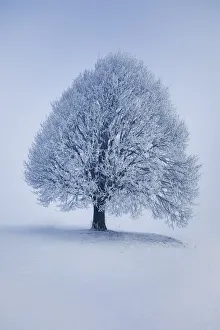 Lime Tree Prints: Lime tree with hoar frost in winter - Germany, Bavaria, Upper Bavaria, Miesbach