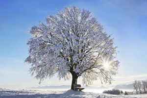 Lime tree snow covered - Germany, Bavaria, Upper Bavaria, Miesbach, Irschenberg