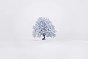 Farm Land Prints: Lime tree snow covered - Germany, Bavaria, Upper Bavaria, Miesbach, Irschenberg