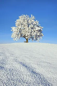 Farm Land Prints: Lime tree snow covered - Germany, Bavaria, Upper Bavaria, Miesbach, Irschenberg