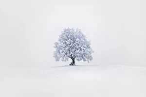 Images Dated 2nd March 2021: Lime tree snow covered - Germany, Bavaria, Upper Bavaria, Miesbach, Irschenberg